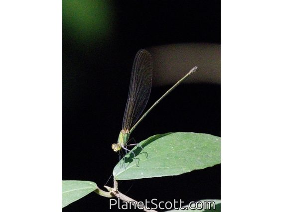 Damselfly (Calopterygidae sp)
