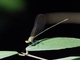 Damselfly (Calopterygidae sp)