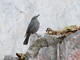 Blue Rock-Thrush (Monticola solitarius) - Female
