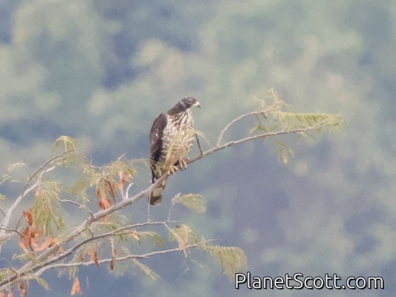 Oriental Honey-buzzard (Pernis ptilorhynchus)