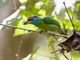 Blue-throated Barbet (Psilopogon asiaticus)