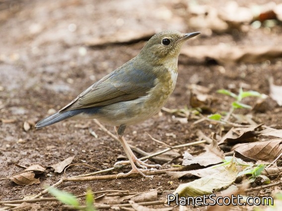 Siberian Blue Robin (Larvivora cyane)