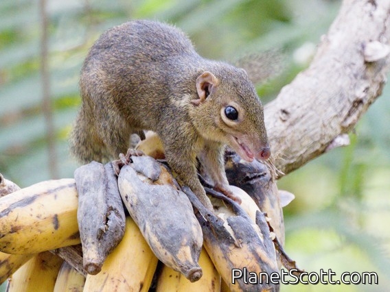 Asian Red-cheeked Squirrel (Dremomys rufigenis)