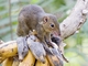 Northern Treeshrew (Tupaia belangeri)