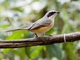 Gray-backed Shrike (Lanius tephronotus)