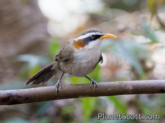 White-browed Scimitar-Babbler (Pomatorhinus schisticeps)