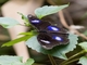 Great Eggfly (Hypolimnas bolina)