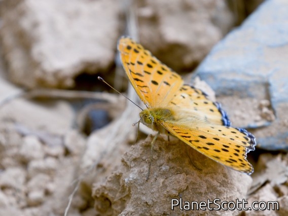Tropical Fritillary (Argynnis hyperbius)