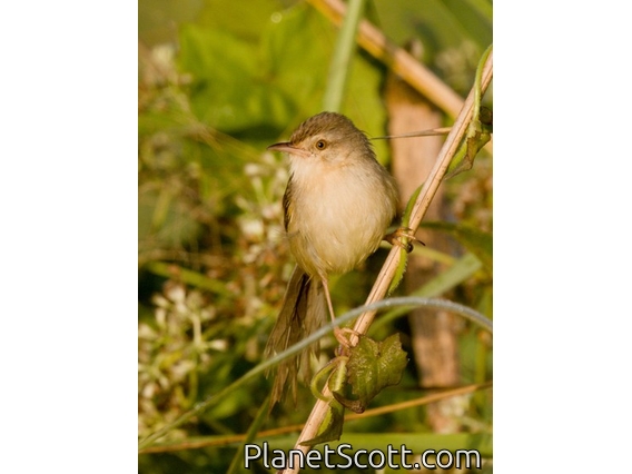 Plain Prinia (Prinia inornata)