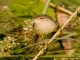 Plain Prinia (Prinia inornata)