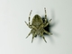 Orbweaver Spider (Araneus ventricosus)