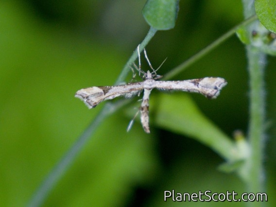 Plume Moth (Pterophoridae sp)