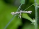 Plume Moth (Pterophoridae sp)