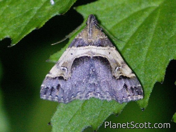 Litter Moth (Bertula abjudicalis)