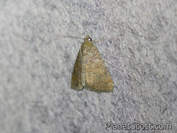 Cutworm Moth (Amyna sp)