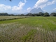 Chiang Dao Rice Paddies