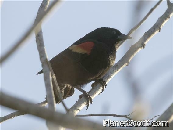 Red-shouldered Blackbird (Agelaius assimilis)