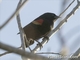 Red-shouldered Blackbird (Agelaius assimilis)