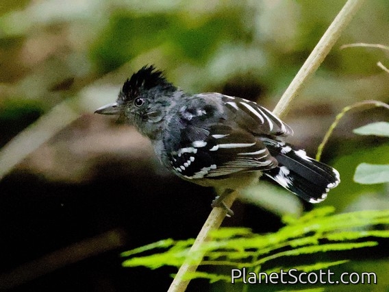Bolivian Slaty-Antshrike (Thamnophilus sticturus)