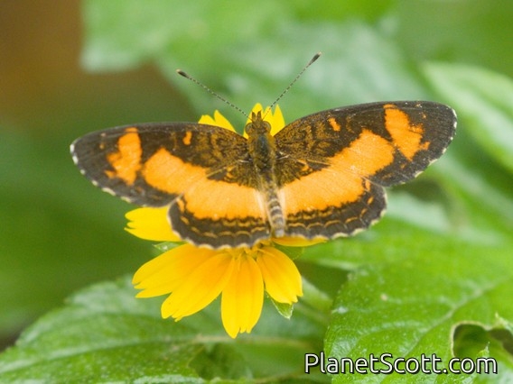 Checkerspot (Telenassa teletusa)
