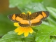 Checkerspot (Telenassa teletusa)
