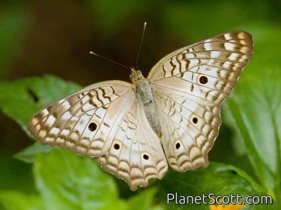White Peacock (Anartia jatrophae)