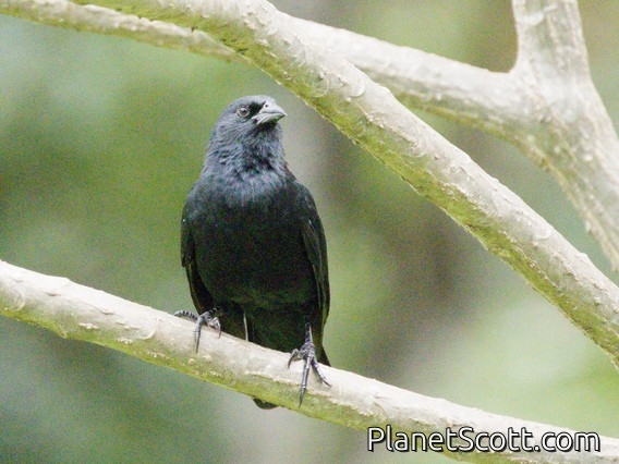 Chopi Blackbird (Gnorimopsar chopi)