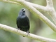 Chopi Blackbird (Gnorimopsar chopi)