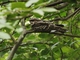 Common Pauraque (Nyctidromus albicollis)