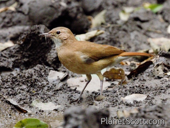 Rufous Hornero (Furnarius rufus)