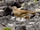 Rufous Hornero (Furnarius rufus)