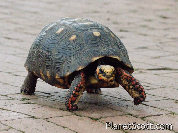Red-footed Tortoise (Chelonoidis carbonarius)