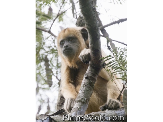 Black Howler Monkey (Alouatta caraya)