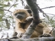 Black Howler Monkey (Alouatta caraya)
