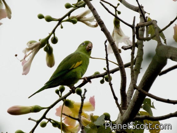 Yellow-chevroned Parakeet (Brotogeris chiriri)