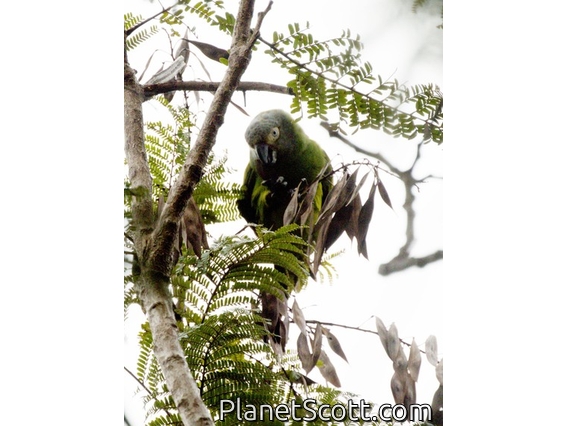 Dusky-headed Parakeet (Aratinga weddellii)
