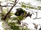 Dusky-headed Parakeet (Aratinga weddellii)