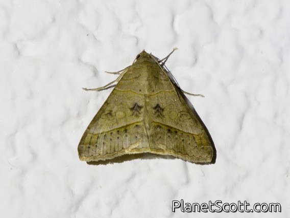 Erebid Moth (Erebidae sp)