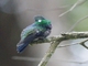 White-vented Violetear (Colibri serrirostris)