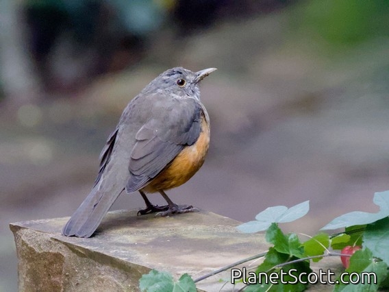 Rufous-bellied Thrush (Turdus rufiventris)