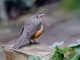 Rufous-bellied Thrush (Turdus rufiventris)