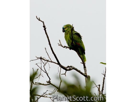 Turquoise-fronted Amazon (Amazona aestiva)