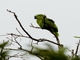 Turquoise-fronted Amazon (Amazona aestiva)