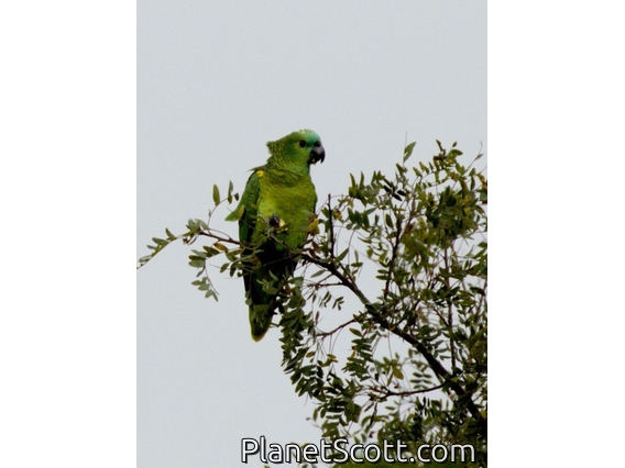 Turquoise-fronted Amazon (Amazona aestiva)