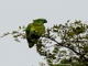 Turquoise-fronted Amazon (Amazona aestiva)