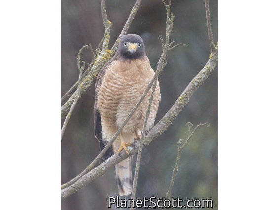 Roadside Hawk (Rupornis magnirostris)