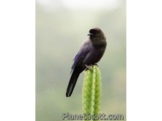 Purplish Jay (Cyanocorax cyanomelas)