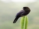 Purplish Jay (Cyanocorax cyanomelas)