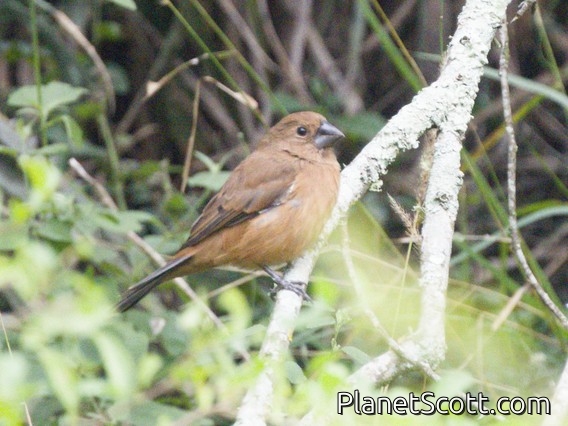 Ultramarine Grosbeak (Cyanocompsa brissonii) - Female