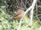 Ultramarine Grosbeak (Cyanoloxia brissonii)